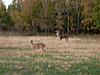 Kansas Trophy Whitetail Hunt for 2!!!-nicebuck.jpg