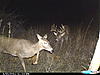 2011 Kansas Deer and Turkey Hunts-hh-corn-pile-cudde-092.jpg