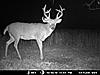 2011 Kansas Deer and Turkey Hunts-honeyholescrape099.jpg