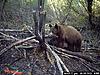 Idaho Bear Hunts-big-ol-bear-387.jpg