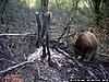 Idaho Bear Hunts-big-ol-bear-678.jpg