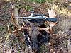 British Columbia Moose Hunt Special...2 Spots Open-dsc01036.jpg
