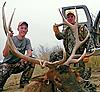 Colorado rifle elk hunts-mountainviewelk.jpg