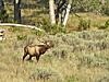 Texas Elk Hunt-elk3.jpg