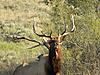 Texas Elk Hunt-elk5.jpg