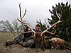 Texas Elk Hunt-elk10.jpg