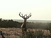 Texas Elk Hunt-elk-july-23.jpg