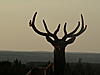 Texas Elk Hunt-elk-july-23-2.jpg