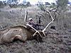 Texas Elk Hunt-elk2010october.jpg
