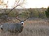 Texas Elk Hunt-bgmuley.jpg