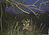 Trophy whitetail hunts with Swain Farms-ttt-10-.jpg