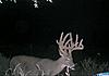 Trophy whitetail hunts with Swain Farms-ttt-4-.jpg