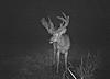 Trophy whitetail hunts with Swain Farms-tony-fb-52-.jpg