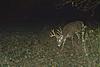 Trophy whitetail hunts with Swain Farms-tony-fb-50-.jpg