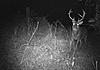 Trophy whitetail hunts with Swain Farms-tony-fb-19-.jpg