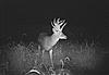 Trophy whitetail hunts with Swain Farms-tony-fb-14-.jpg