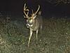 Trophy whitetail hunts with Swain Farms-ttt-8-.jpg