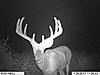 Trophy whitetail hunts with Swain Farms-goo-1-.jpg