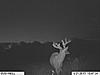 Trophy whitetail hunts with Swain Farms-cam-9-640x480-.jpg