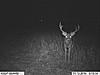 Trophy whitetail hunts with Swain Farms-trailcam_2010-157-640x480-.jpg