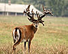 Trophy Whitetail Hunts in Michigan - AUCTION-deer-front-390.jpg