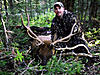 Colorado archery elk hunt - 2012-packcountryelk.jpg