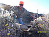 Colorado rifle elk hunt - 2012-sheltonranchbull2.jpg