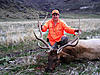 Colorado rifle elk hunt - 2012-sheltonranchbull4.jpg