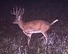 Trophy Deer and Turkey Hunts North Missouri-b-trail-photo.jpg