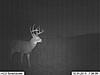 2012 Kansas Deer and Turkey Hunts-11-hh-north-pasture-scrape-026.jpg