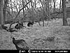 2012 Kansas Deer and Turkey Hunts-mdgc0151.jpg