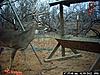 Affordable 2012 Western Oklahoma Deer Hunts!!!-trlpic13.jpg