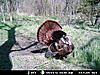 2012 Kansas Deer and Turkey Hunts-mdgc0301.jpg