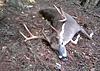 Throphy whitetail easten nc-e.c.o.jpg