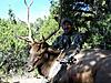 Colorado Archery Elk Hunt-archeryelk3.jpg