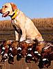 ***South Dakota Pheasant Hunting***-pheasantphoto2.jpg