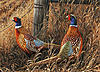 ***South Dakota Pheasant Hunting***-pheasant-photo.jpg