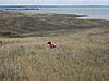 ***South Dakota Pheasant Hunting***-14410243.jpg