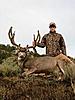 Colorado Mule Deer Hunts-coloradomuledeer8.jpg