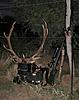 Red Stag Rut in Argentina.-niceending.jpg