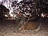 Hunting Australia - 2014 Fallow and Red deer hunts available-2012-red.jpg