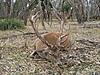 Hunting Australia - 2014 Fallow and Red deer hunts available-red-stag-3.jpg