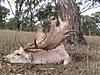 Hunting Australia - 2014 Fallow and Red deer hunts available-fallow-2012.jpg