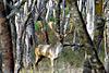 Hunting Australia - 2014 Fallow and Red deer hunts available-super-dave.jpg