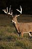 Big Central Wisconsin Whitetails-59-web.jpg