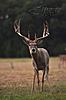 Big Central Wisconsin Whitetails-67-web.jpg