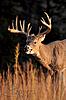 Big Central Wisconsin Whitetails-35-web.jpg