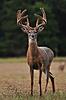 Big Central Wisconsin Whitetails-95-web.jpg