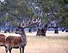 Hunting Australia - 2014 Fallow and Red deer hunts available-big-boy.jpg