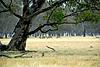 Hunting Australia - 2014 Fallow and Red deer hunts available-red-stags-feeding-open.jpg